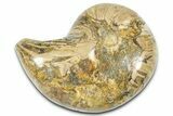 Cut & Polished Jurassic Nautilus Fossil (Half) - Madagascar #365541-1